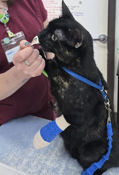 Images VCA Wingate Animal Hospital