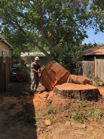 Images Horizon Professional Tree Management