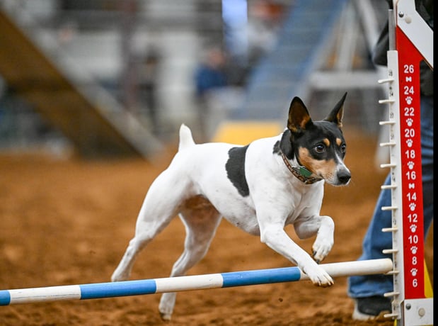 Images Integra Dog Training