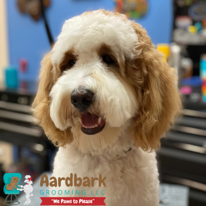 Aardbark Grooming Photo