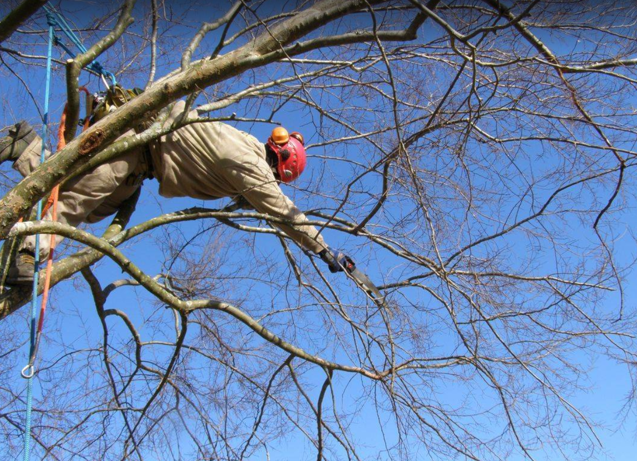 Images J. Daniels' Trees