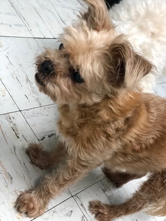 Images Melrose La Brea Animal Hospital