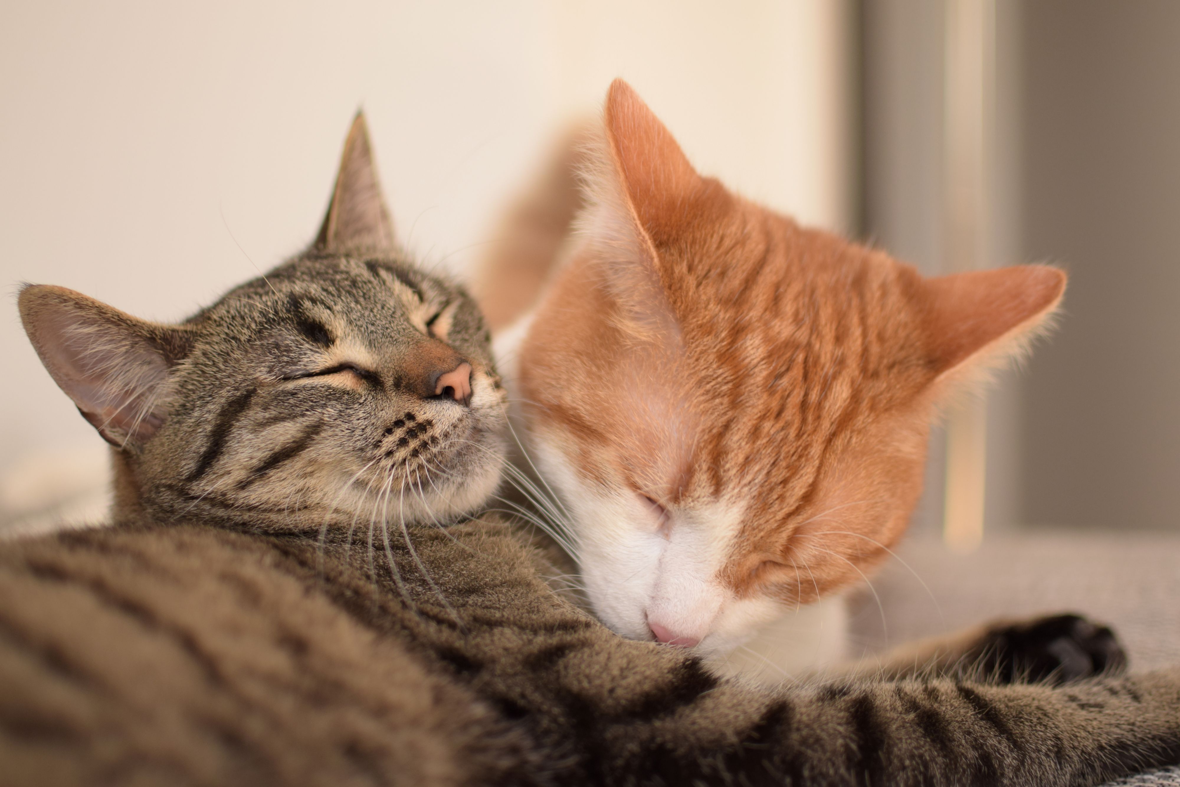 Bild 34 von DieHaustierSeite - Uschi Kasbauer