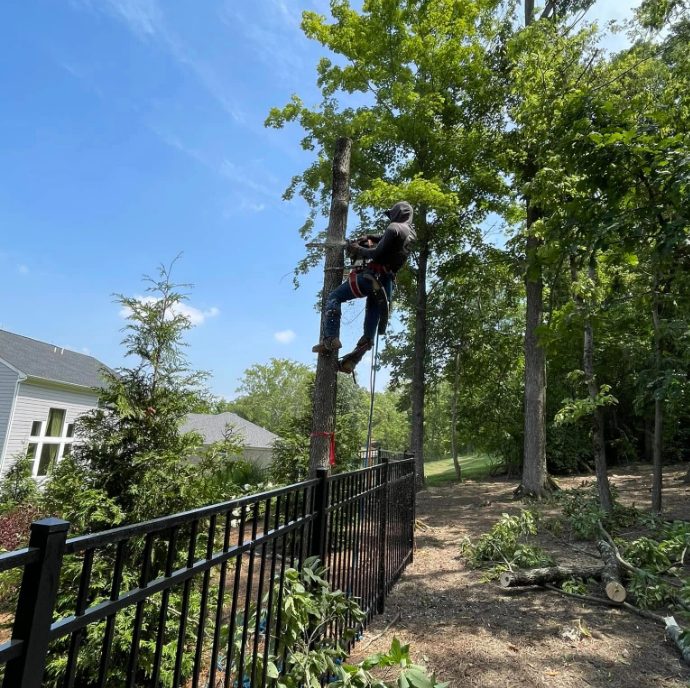 Dead or weak trees can become a safety concern, especially during storm season. Removing these trees early can help protect your home and surrounding property. That's what we do. Lions Tree & Landscaping provides safe tree removal services in communities like West Chester, Ohio. Do you have a tree that needs removed. Call us today.