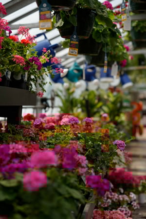 Images Mahoney's Garden Center