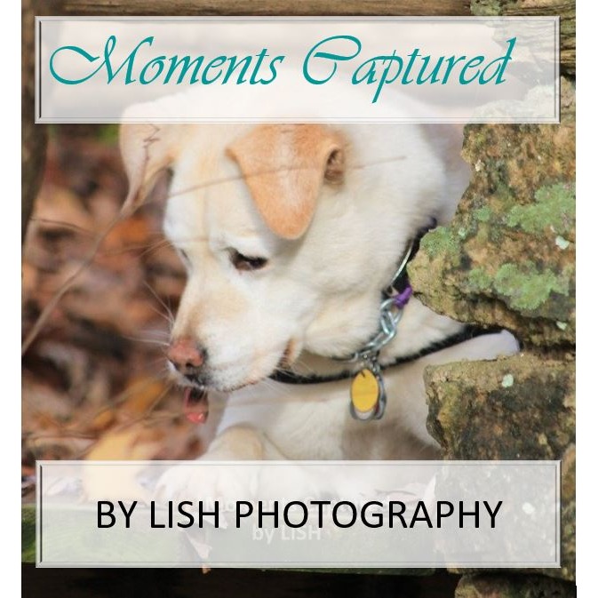 Moments Captured by Lish photography Logo