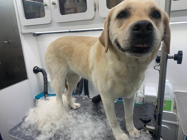 Images Pet, Rinse, Repeat Grooming, Mobile, Salon & Boarding