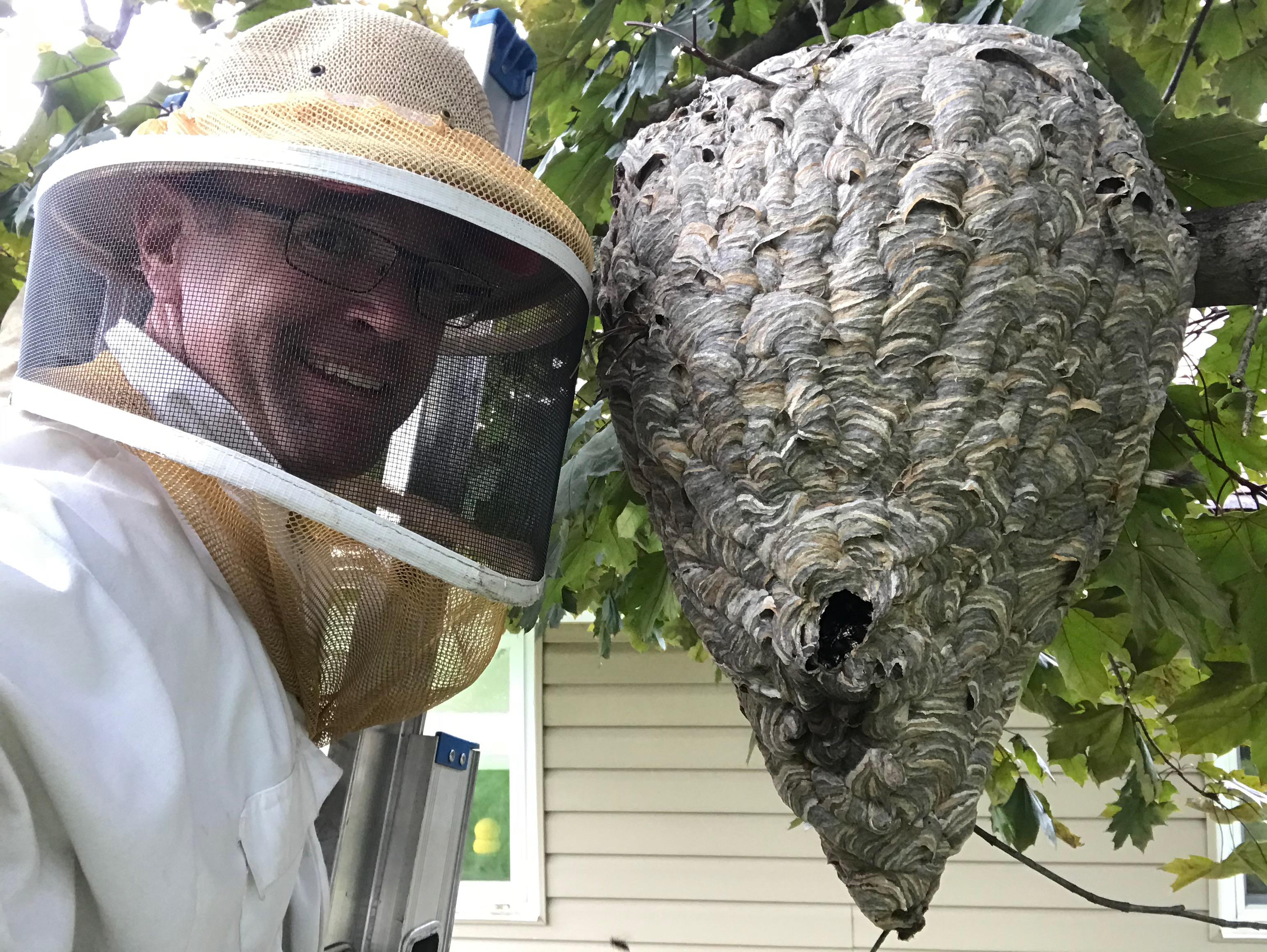 Removal of hornet nest in Gibsonia, PA