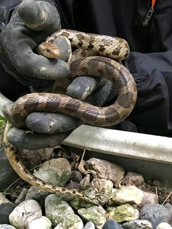 Images Genuine Pest Control