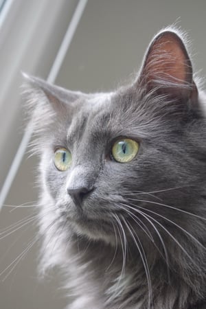 Images Crosspointe Animal Hospital