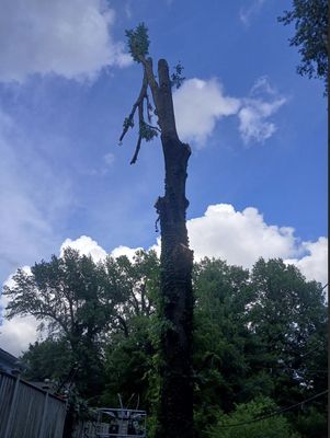 Uncle T's Professional Tree Service, LLC.