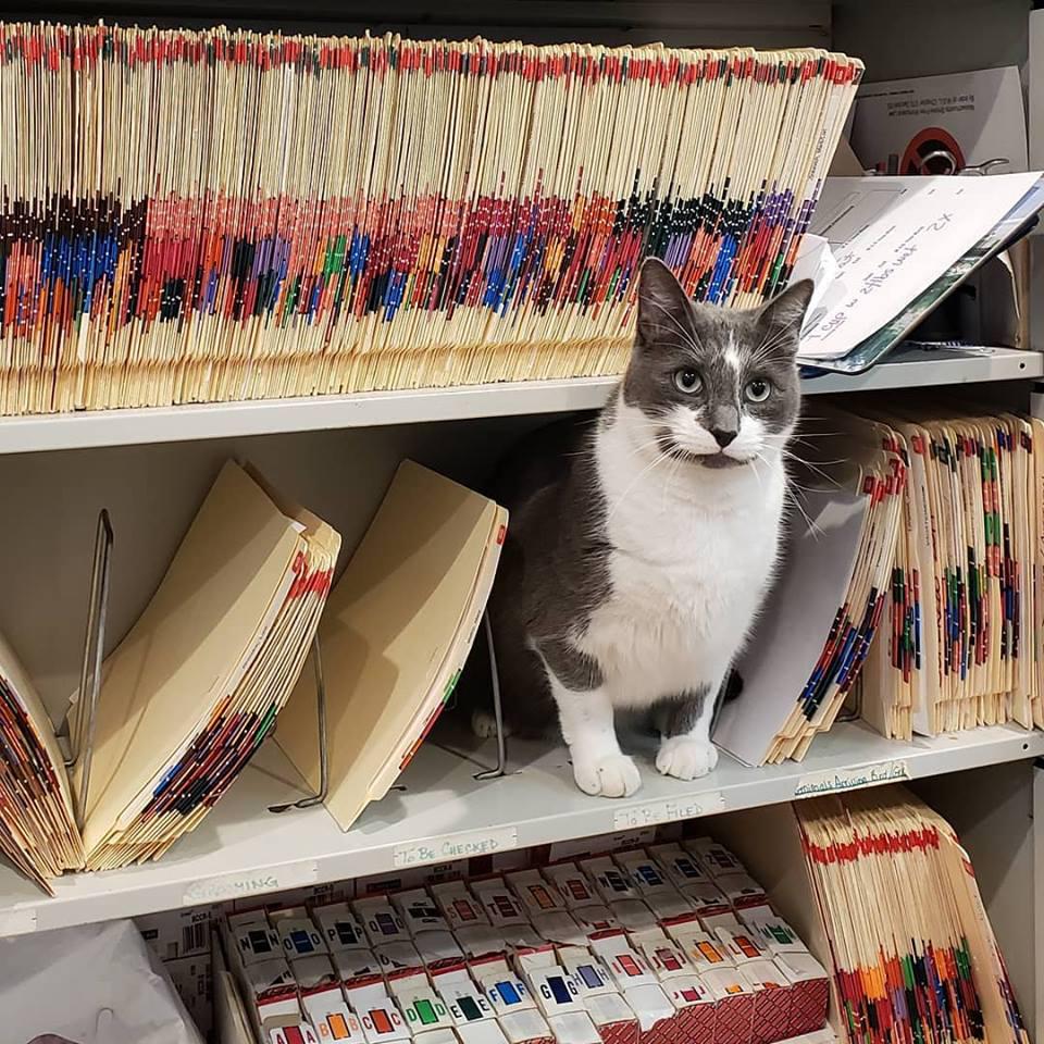 Precious Furs Pet Resort