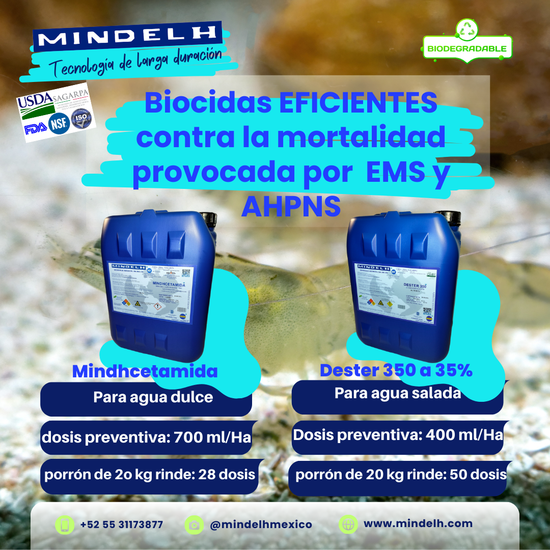 Images MINDELH MÉXICO