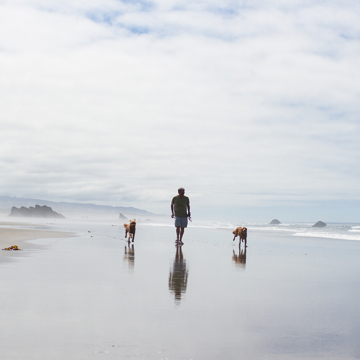 A person walking with two dogs along a serene beach under a cloudy sky. The calm ocean waves gently touch the sandy shore, creating a peaceful scene.
