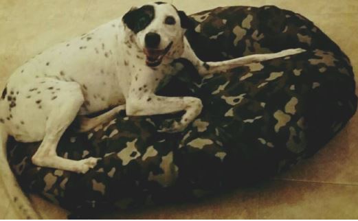 Images Homerdog
