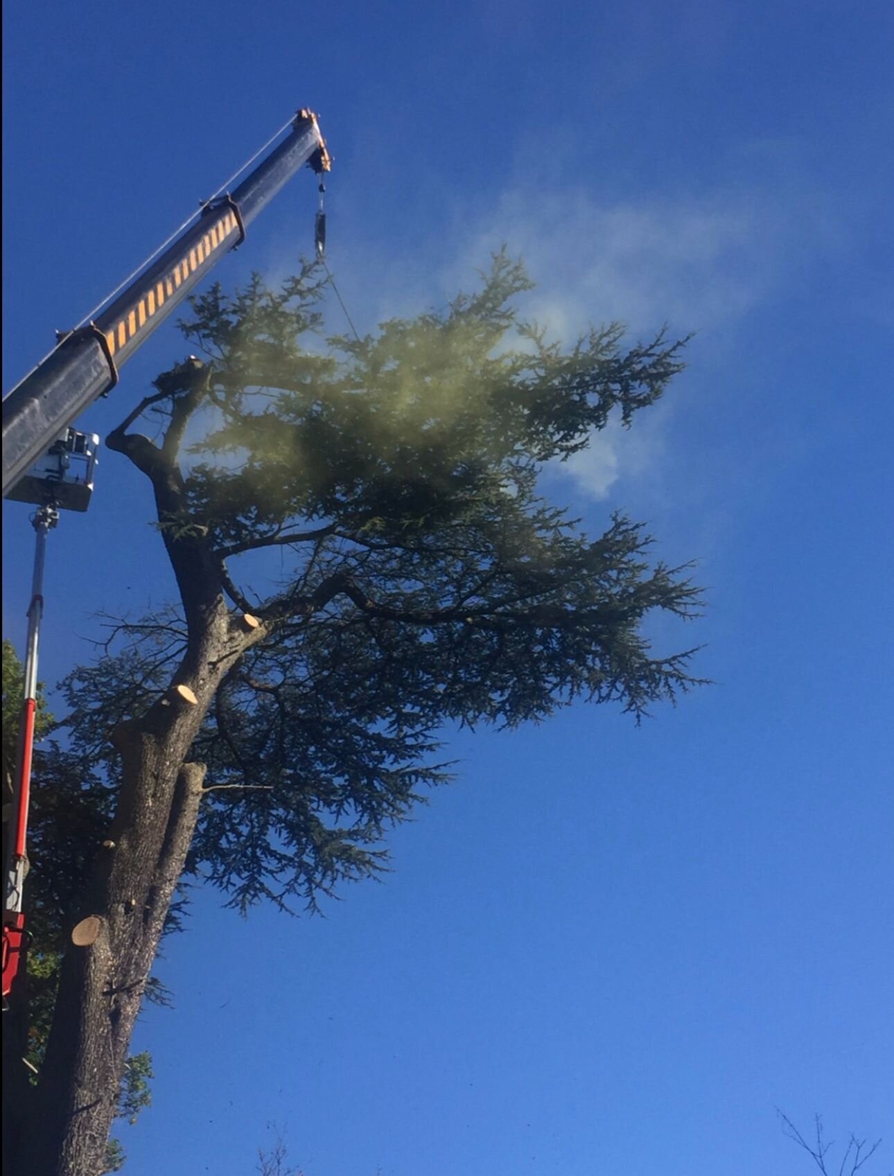 Images Trident Tree Solutions Ltd.