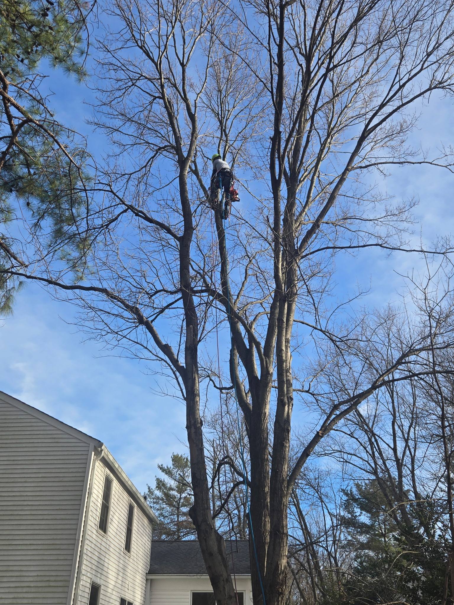 D&amp;S Tree and Landscaping Logo