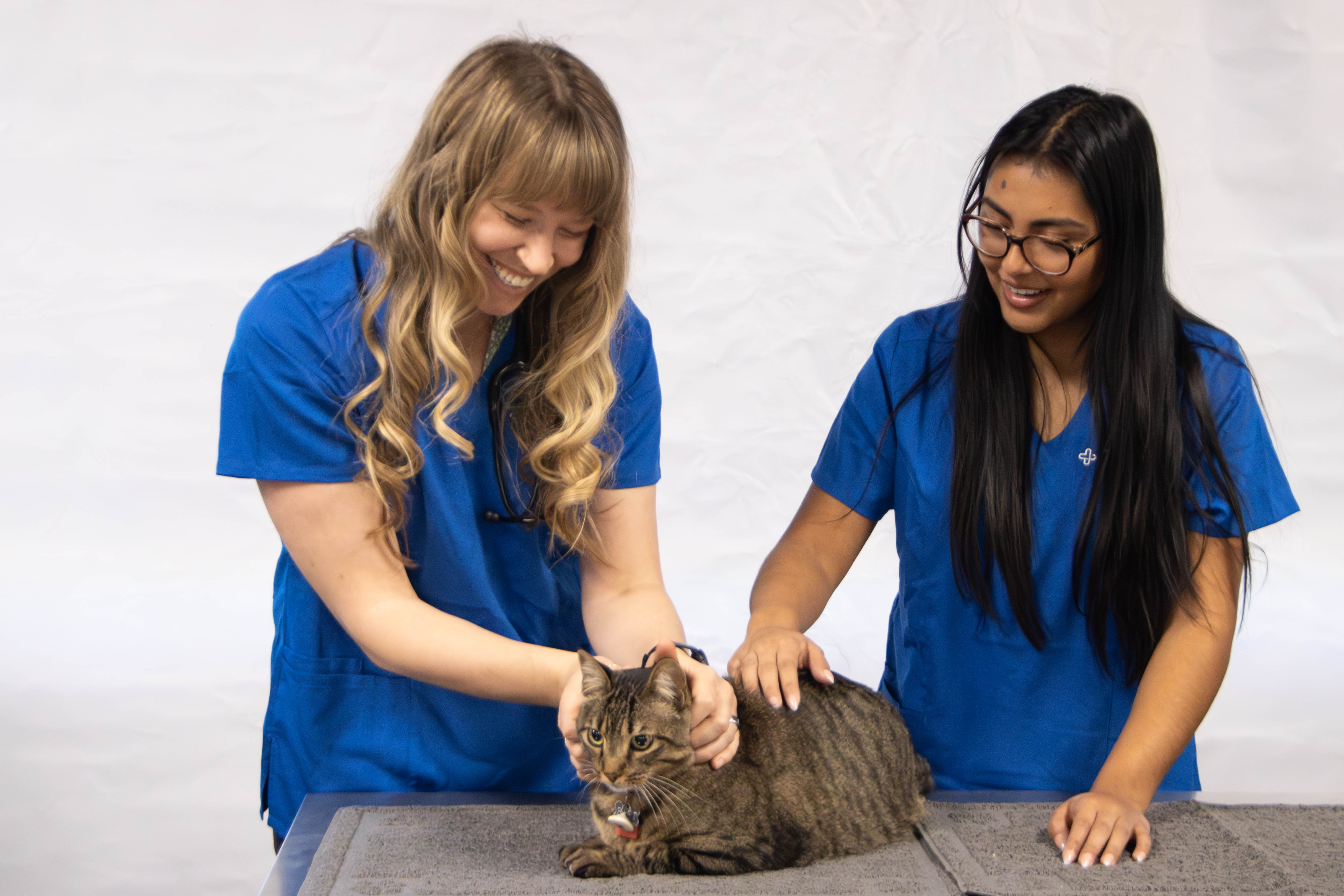 Dr. Amy Jager, owner of CityVet | Verrado and a tech examining a cat