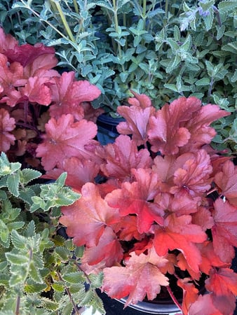 Images Old Valley Nursery