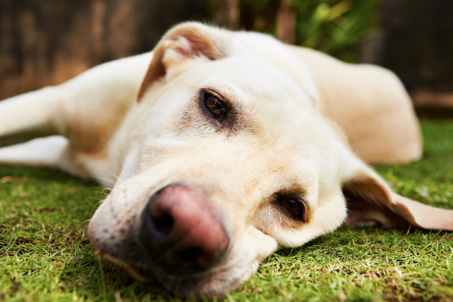 Addressing Separation Anxiety in Your Dog