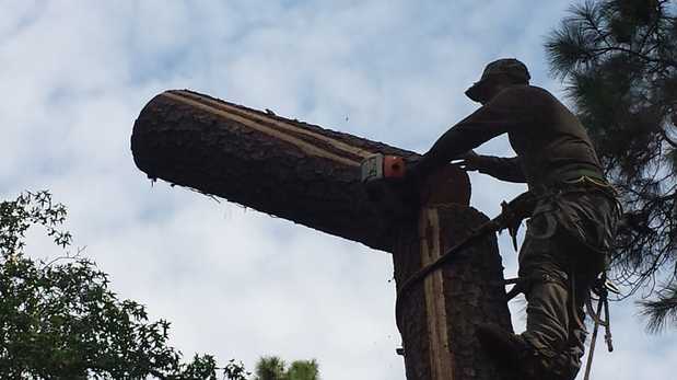 Images TNT Tree Service