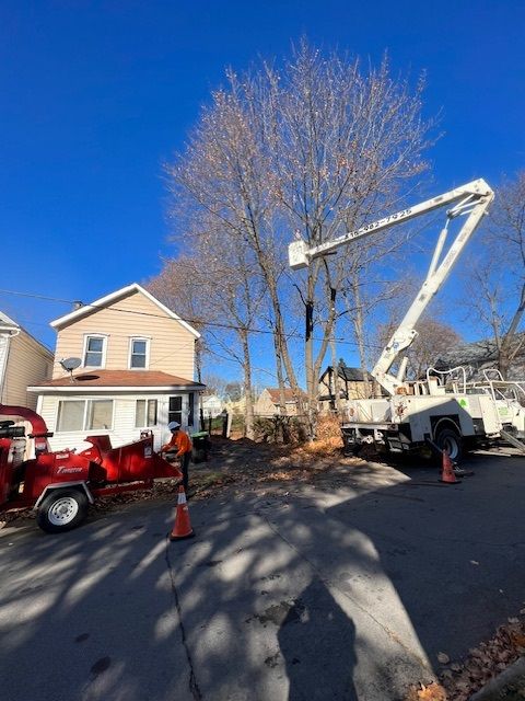 Images J & J Tree Services