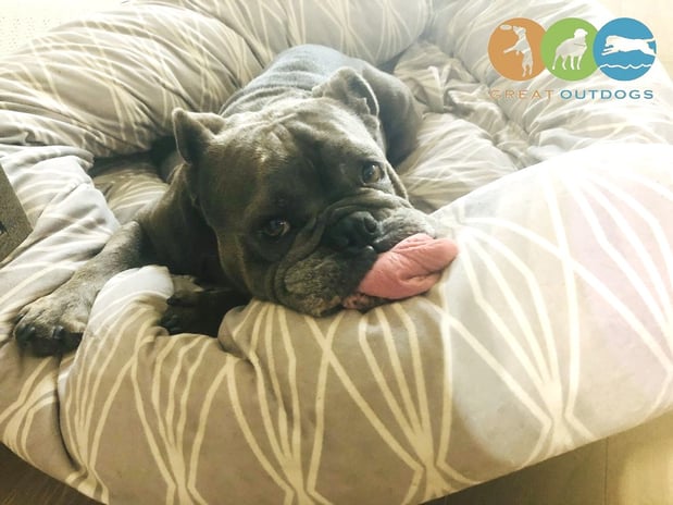 Images Great Outdogs