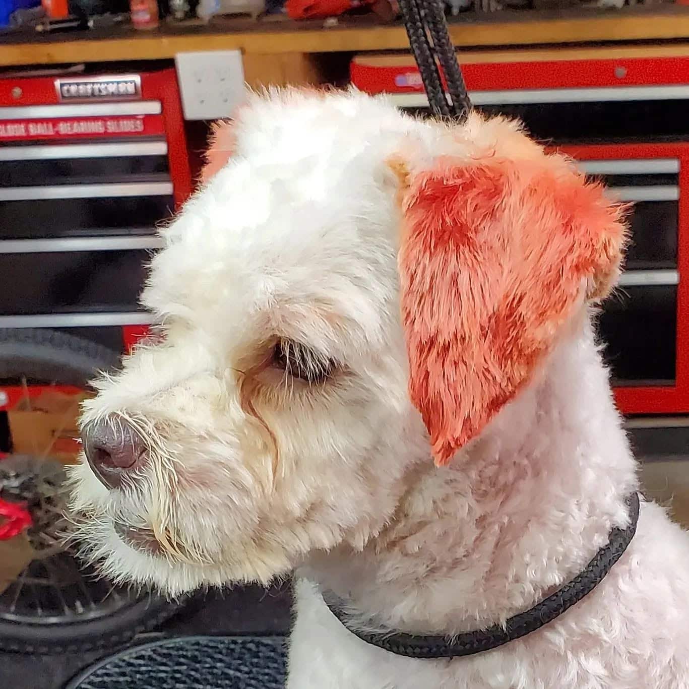 Creative Color Grooming
