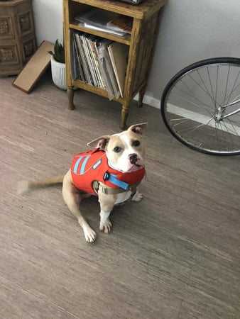Images Great Outdogs
