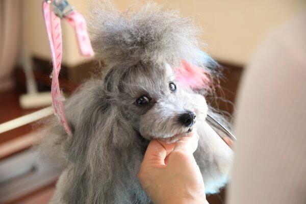 Images わんわんスタイルANNE