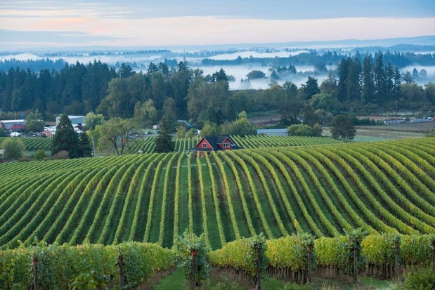 Images Sokol Blosser Winery