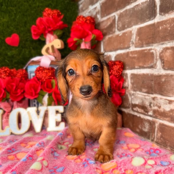 Puppies Direct Image