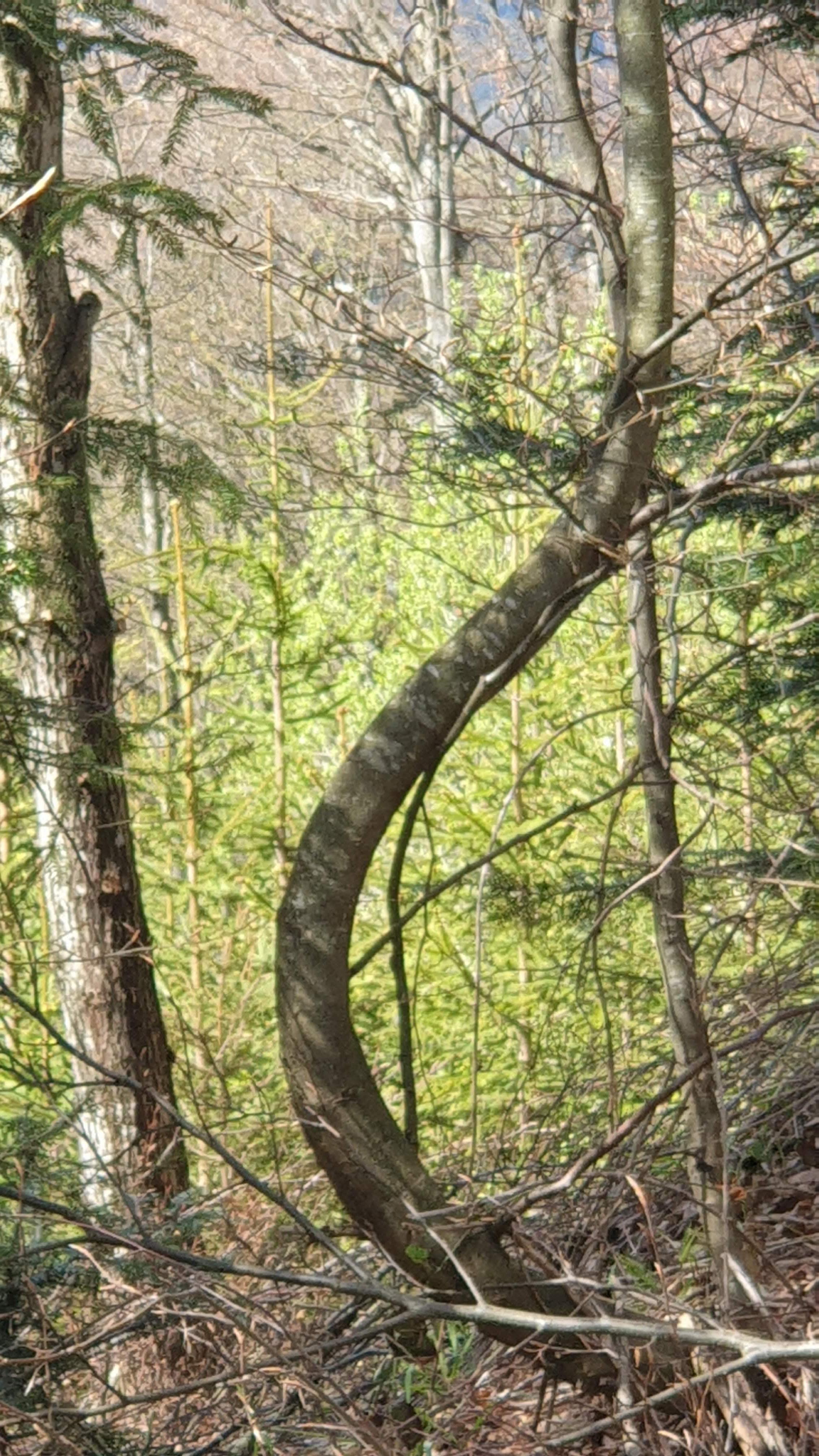 Jürg Hinni – Zurück zu den Wurzeln, Rümligenstrasse 30 in Rümligen