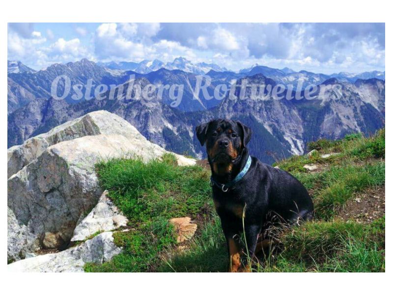 Ostenberg Rottweilers, Snohomish Washington ... Ostenberg Rottweilers, Snohomish Washington ...