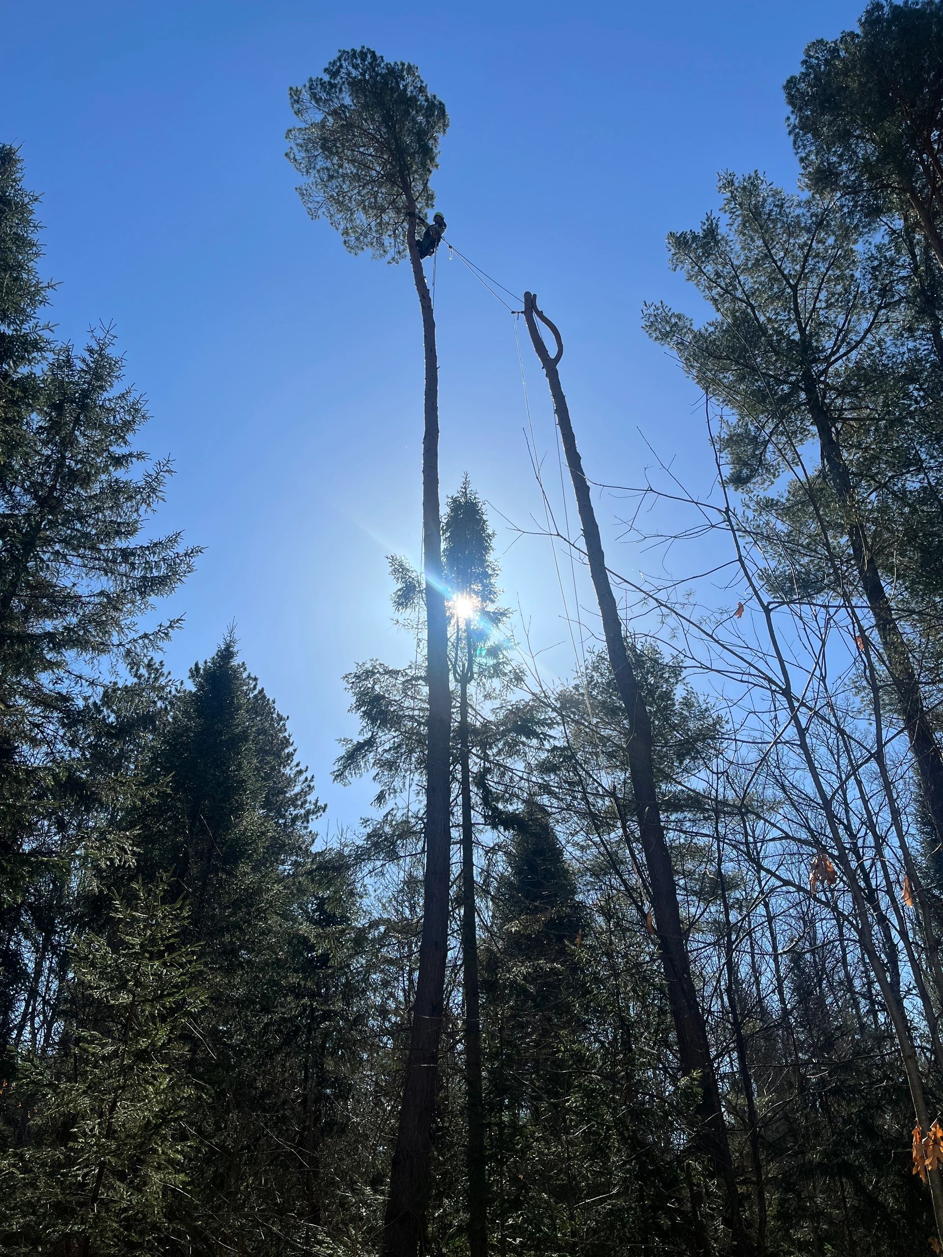 Images Élagage Frère d'Arbres