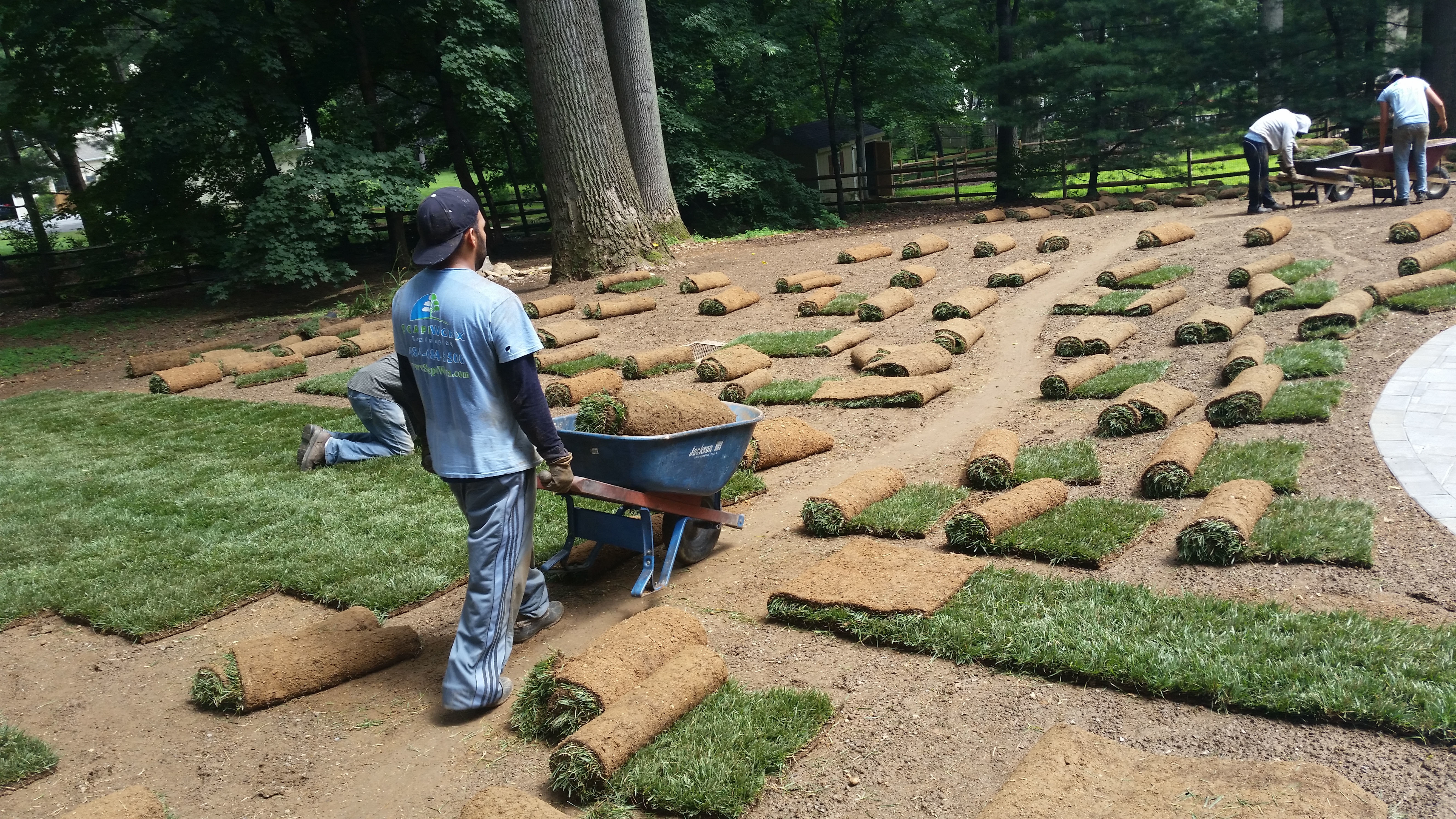 Sod in Glen Mills, Garnet Valley, Media, Chadds Ford, & West Chester PA - ScapeWorx