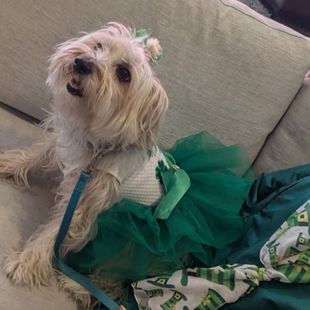 Images Amy Henry - State Farm Insurance Agent