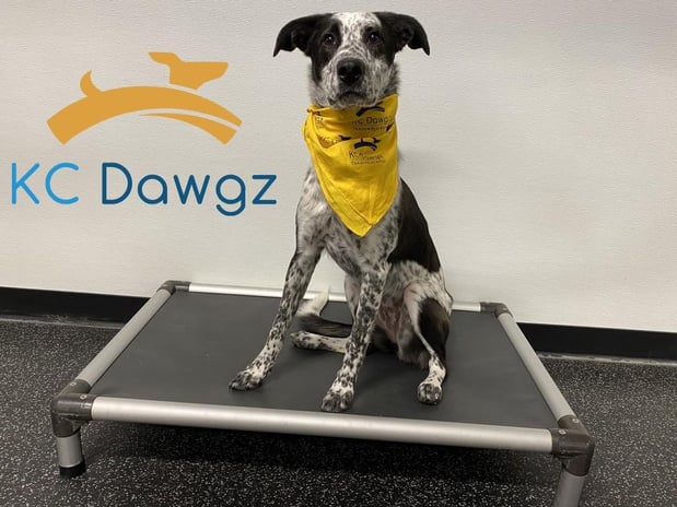 Images KC Dawgz Dog Training Academy
