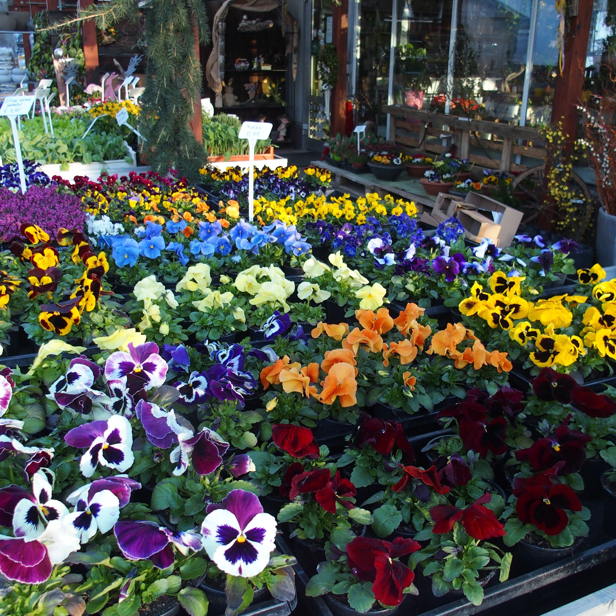 Bild 3 von Gärtnerei Blumen Ressmann