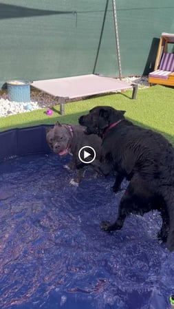 Images Pawfect Pals Miami