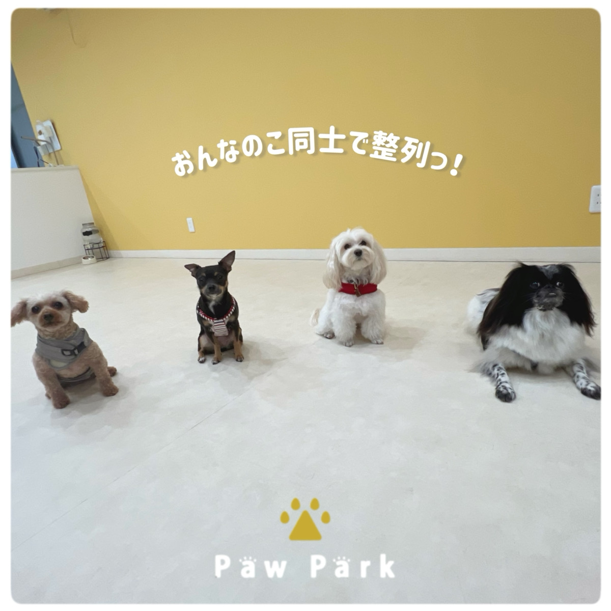 Images PawPark 犬のようちえん 高槻店