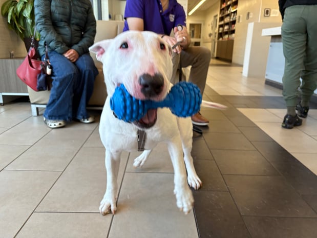 Images VCA West Los Angeles Animal Hospital