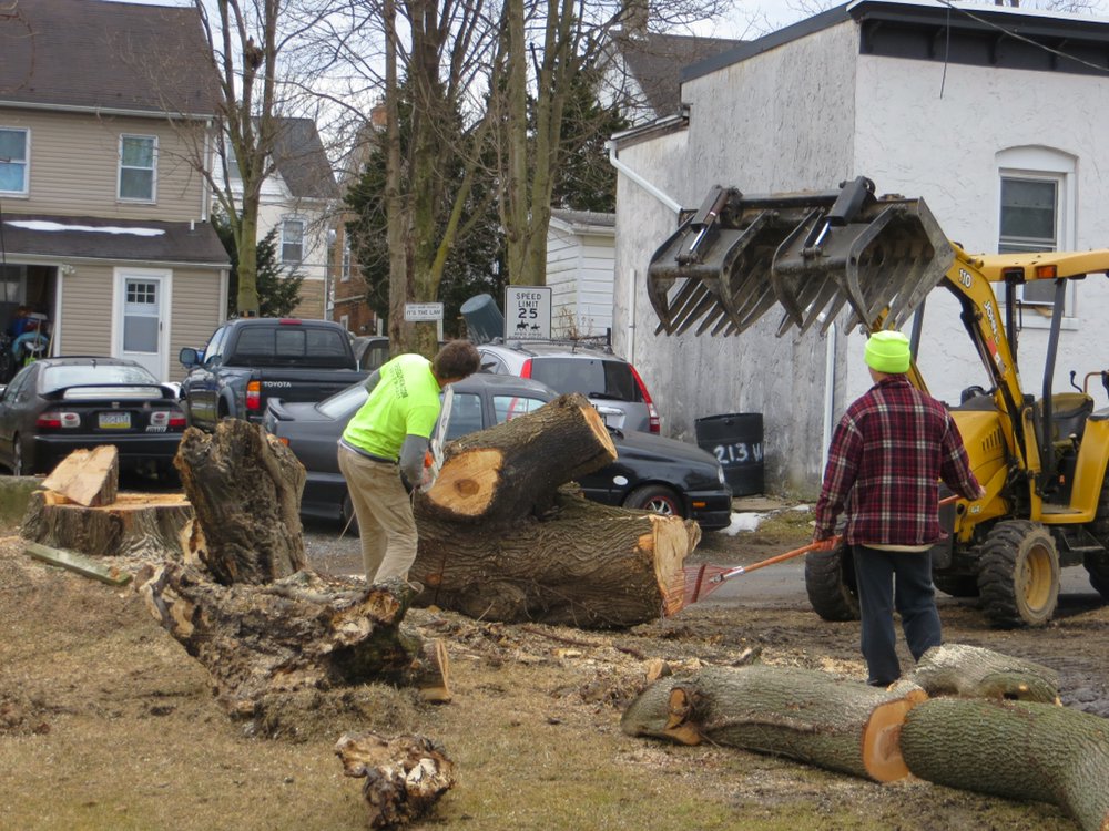 Tree Guy Now Photo