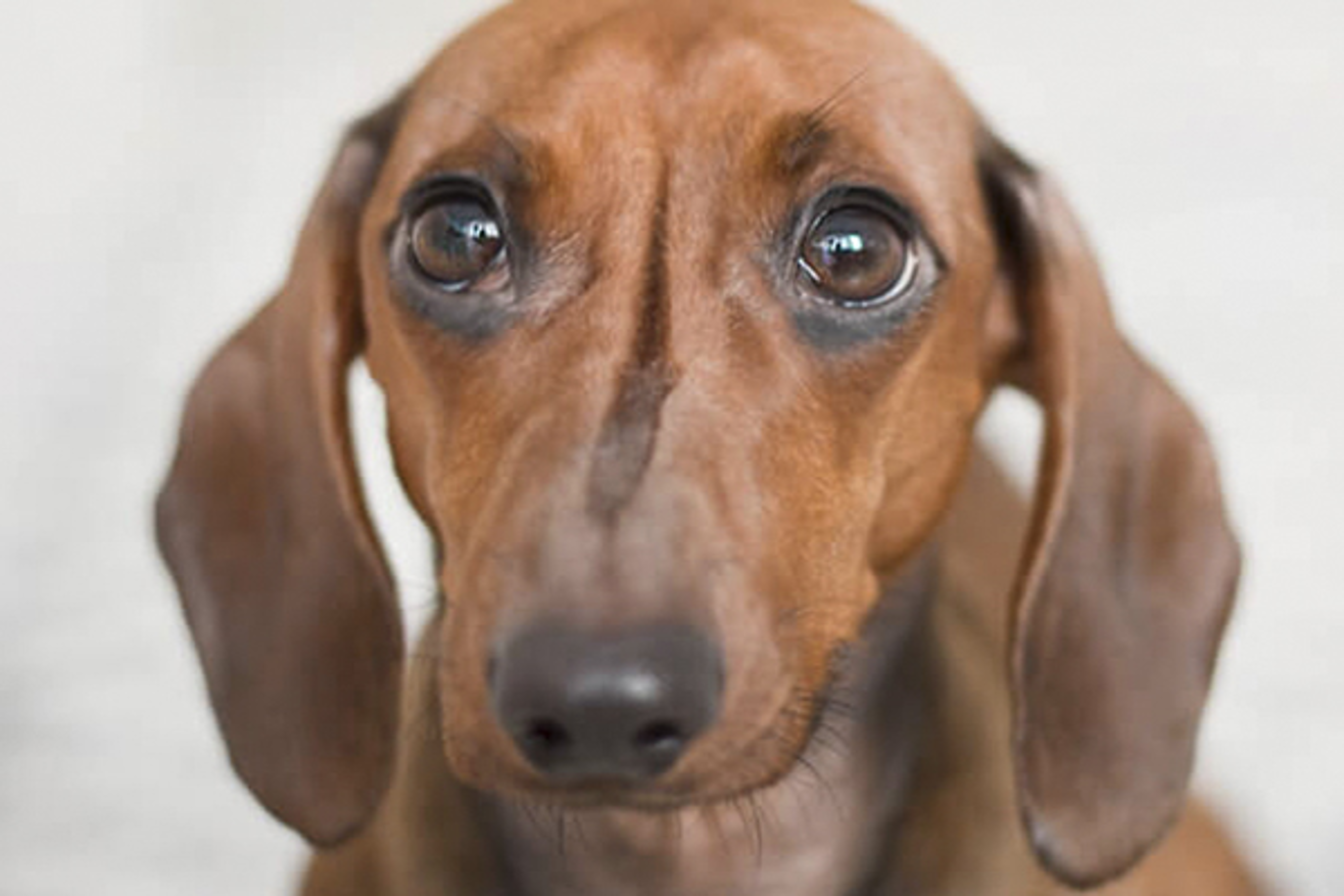 Images Namsen Dyrehospital AS