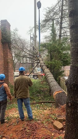 Images Myers Tree Service