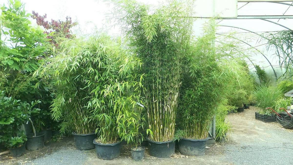 Bambus-Baumschule Ulrich Wilumeit, Nußbaumallee 71 in Darmstadt