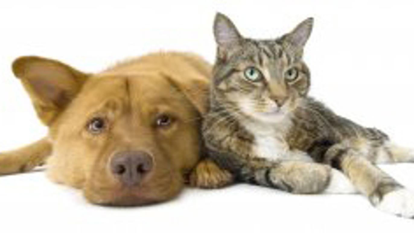 Images Sjöstadens Veterinär, AB