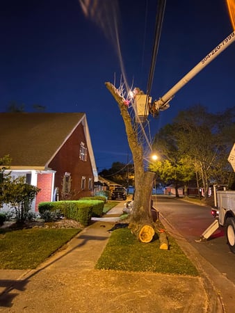 Images Louisiana Tree Company LLC