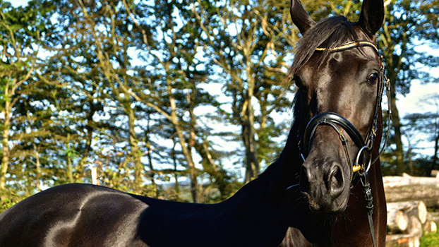 Images Småskolen på Peterslyst Ridecenter