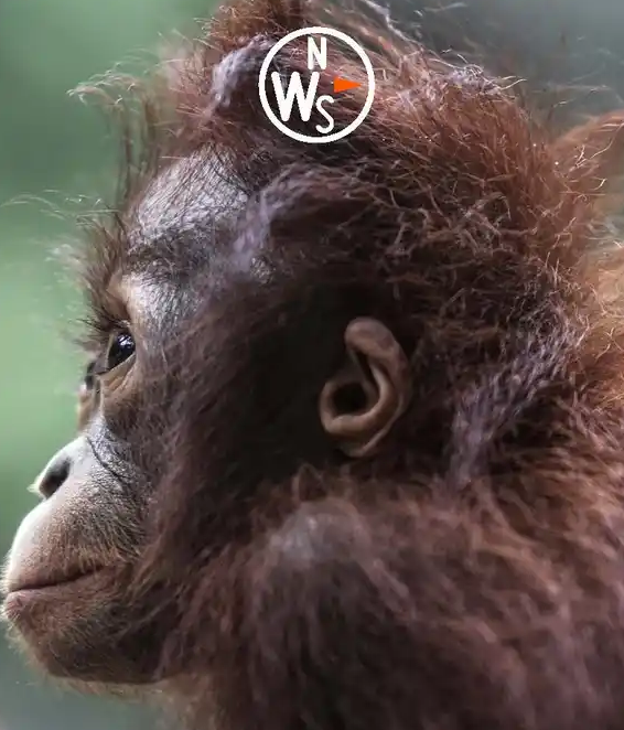 Images Natural World Safaris Ltd